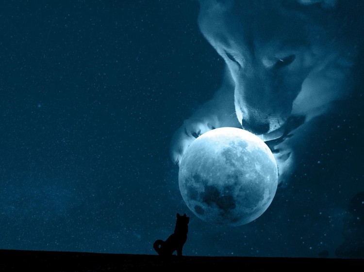 实物狗狗币可能在12月登上月球